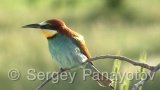 Video of European Bee-eater - European Bee-eater in nest period in Bulgaria